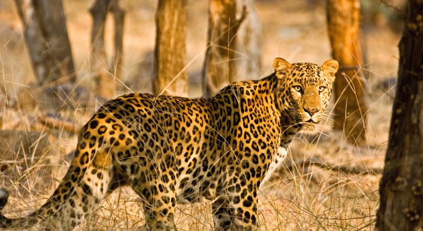 Leopárd vagy jaguár? – elmondjuk, hogyan ismerheted fel