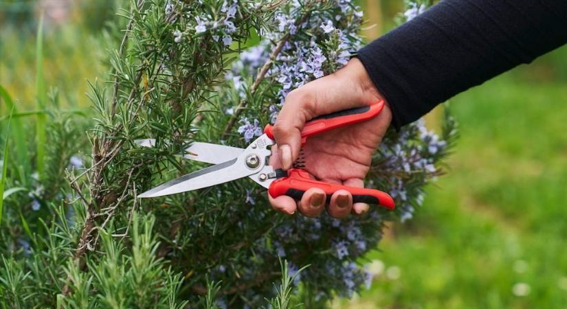 FELCO 456 – a kertész kedvenc mindenese, ami több mint egy olló