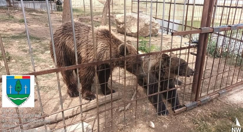 Medvék, majmok, oroszlán az illegális állatkertben – Bírságolt a környezetőrség (VIDEÓ)