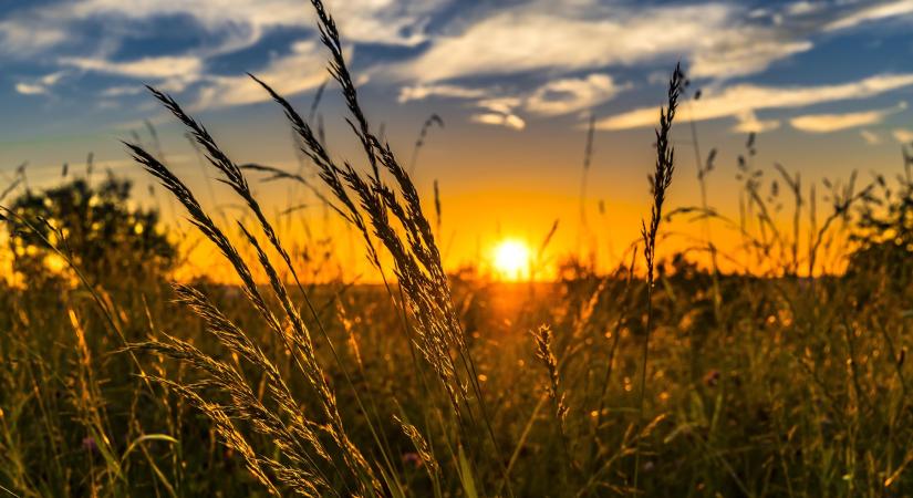 Gyepfelújítás és gyepjavítás, módszerek és időzítés