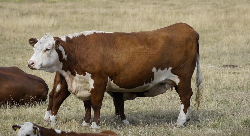 Állatbetegségek terjedése és járványvédelmi válaszok Magyarországon