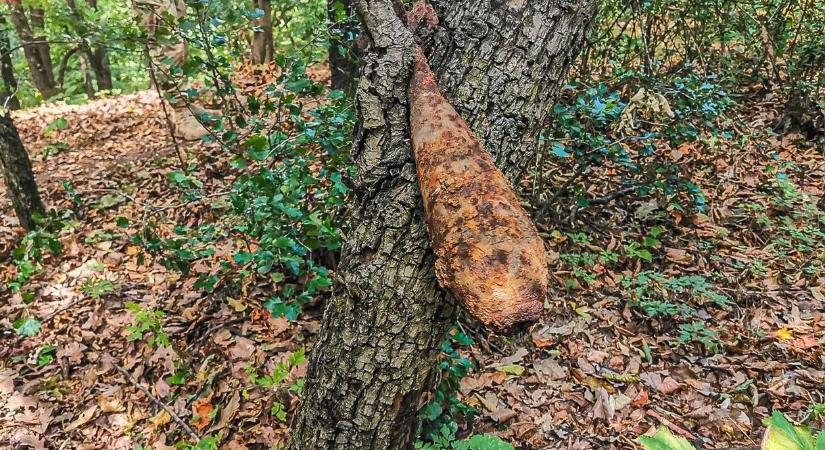 Elvitték a tűzszerészek a fába szorult gránátot a siroki erdőből