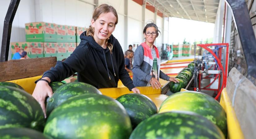 Ízben és minőségben verhetetlen a szabolcsi dinnye