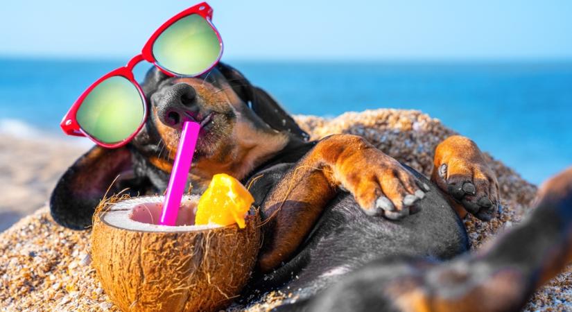 Irány a strand!