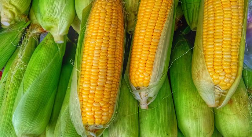 Így védd meg a kukoricát a kártevőktől vegyszermentesen