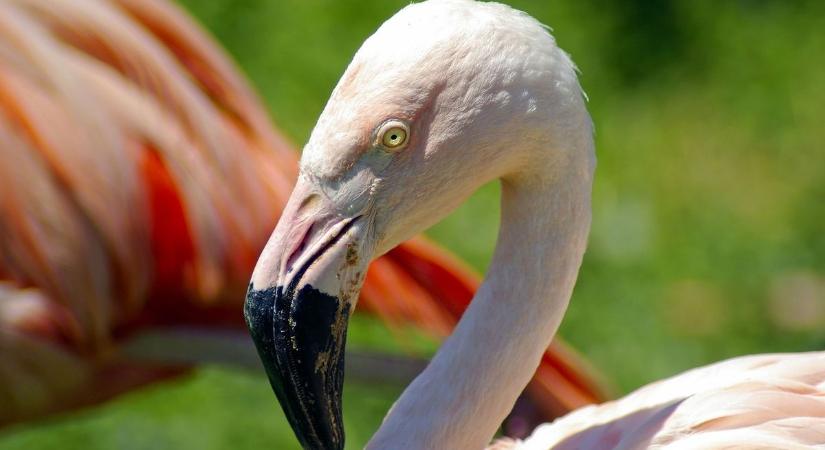 Nem mindennapi csoda: flamingóbébi született idehaza fotó, videó