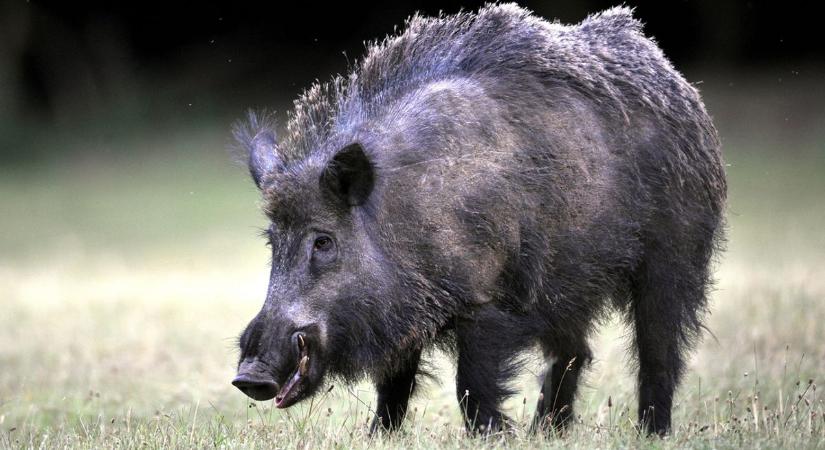 Rátámadt egy vaddisznó egy idős férfira Balatonalmádiban, kórházba került