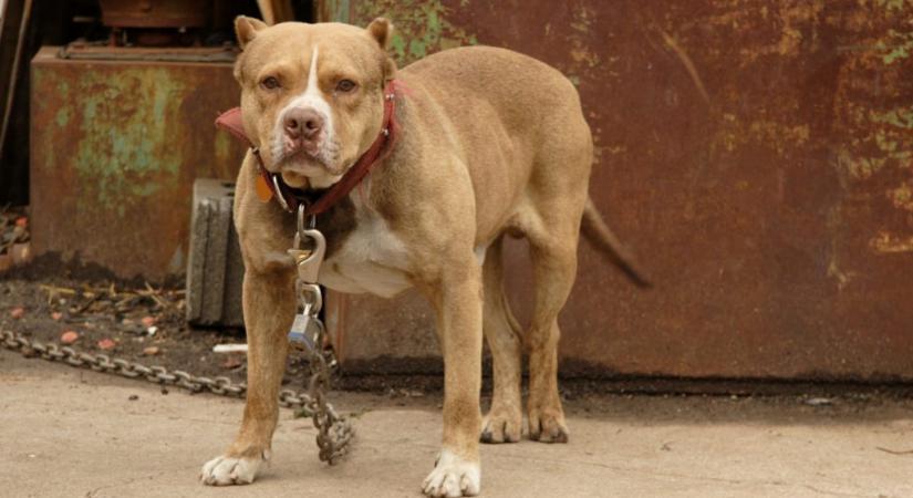 Kikötözte hatéves fiát, és végignézte, ahogy egy pitbull marcangolja