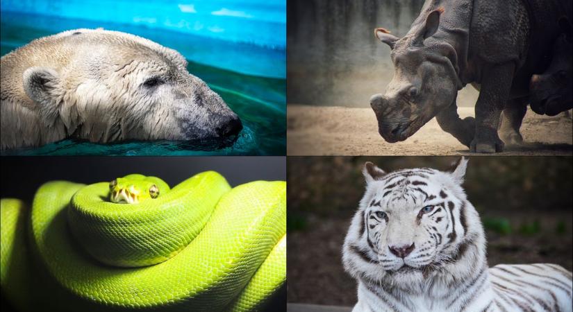 Ne hagyd ki: virtuális séta a Nyíregyházi Állatparkban! (fotókvideó)