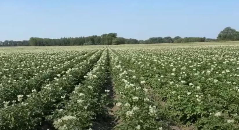 Mi kell a sikeres burgonyatermesztéshez?  VIDEÓ