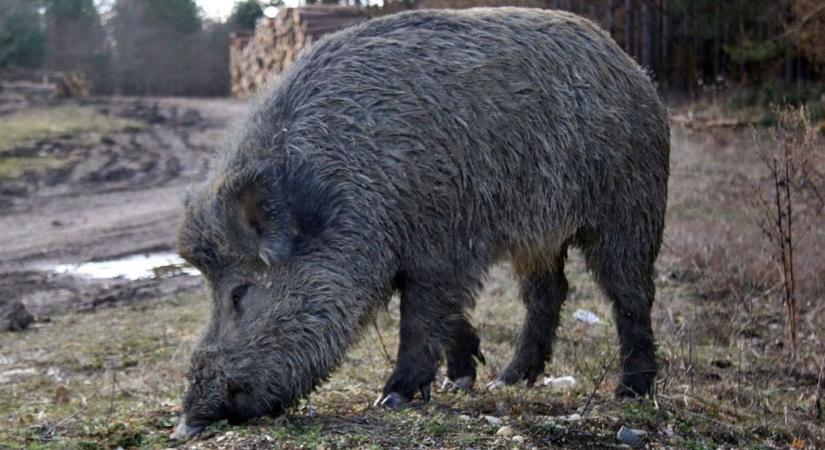 Vaddisznótámadás a balatoni településen, az áldozatot kórházba kellett vinni