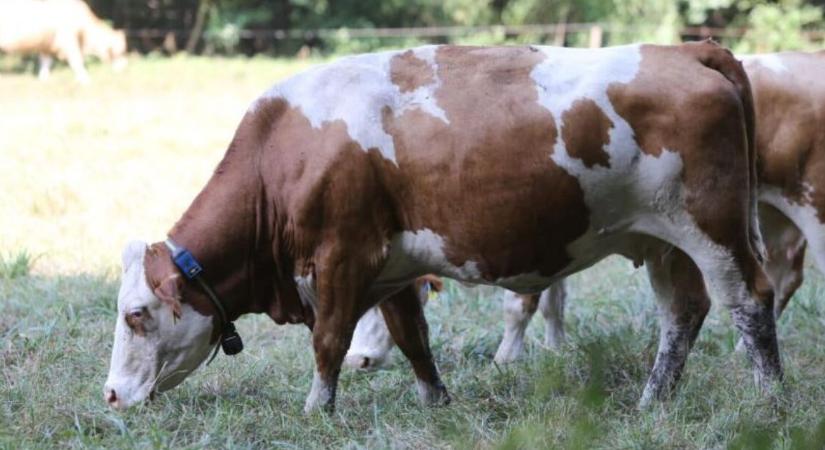 A hőstressz már nem csak déli probléma – veszélyben a legeltetett állatok jólléte