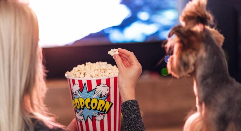 Mit néznek a kutyák a tévében? – Avagy miért nem érdekli őket a Barátok közt
