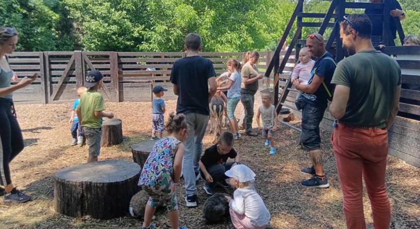 Kecskemosoly és tappancsélmény – testközelből várják látogatóikat a Körösvölgyi Állatpark kedvencei