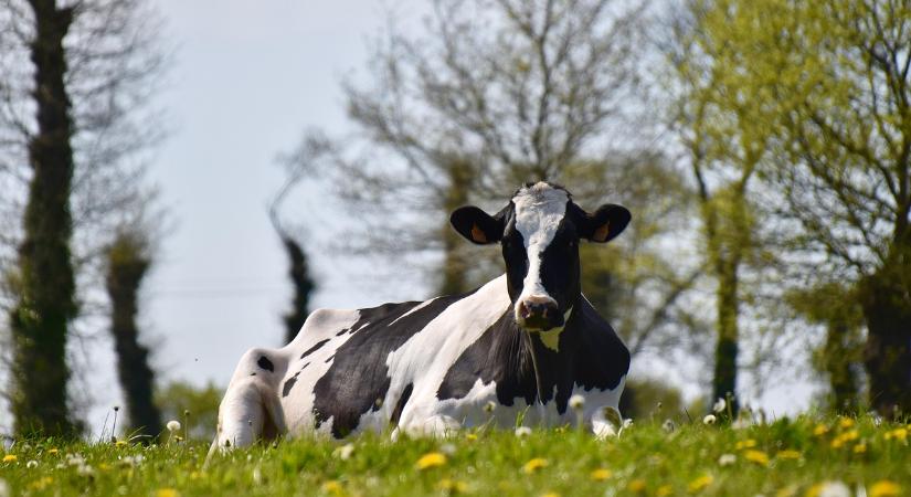 Hőségveszély a legelőkön – mire figyeljünk szarvasmarhák esetén?
