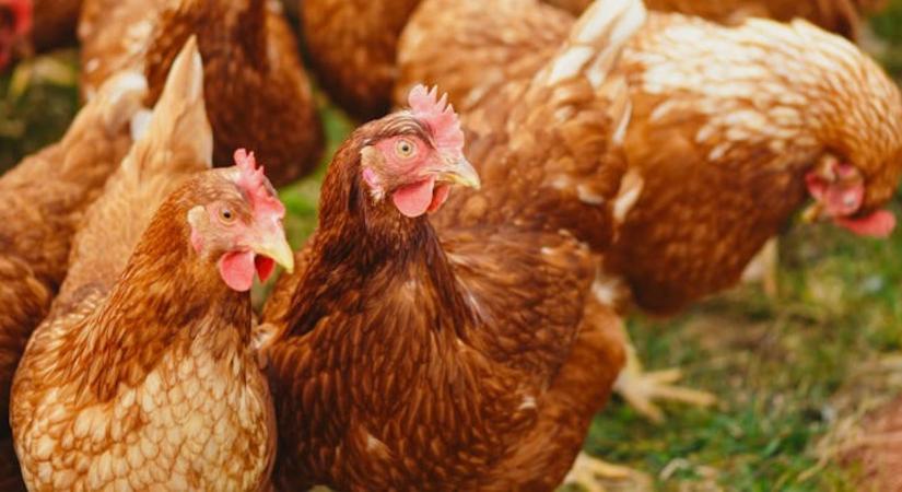 Szárnyra kap a baromfi-export – Magyarország mentes lett a madárinfluenzától