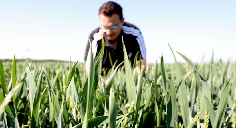 Az Európai Bizottság átszabná a Közös Agrárpolitikát, ez a szabolcsi gazdák zsebét is érinti