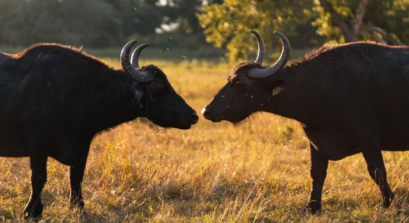 A Hanság rejtett kincse – Bivalyok őrzik a terület békéjét - sok-sok fotó
