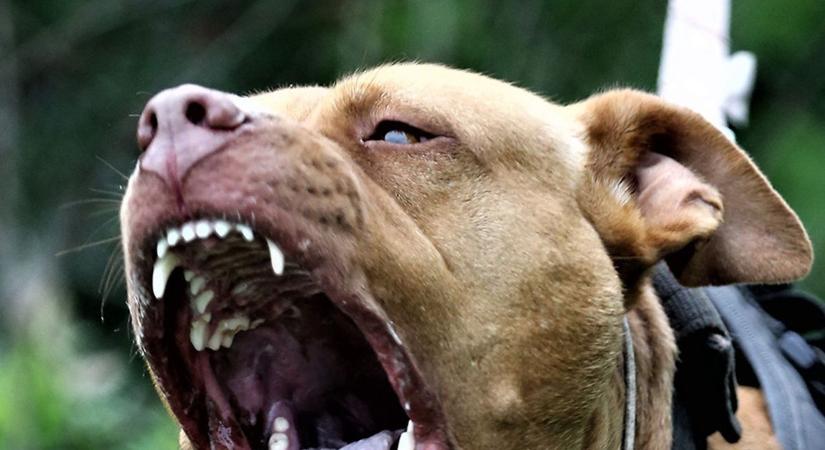 Felfoghatatlan borzalom: büntetésként székhez kötözte 6 éves fiát és ráuszított egy pitbullt a szívtelen anya