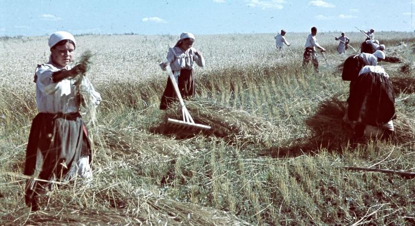 Emlékek a fotók mögött – így zajlott egy aratás régen