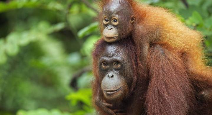 Embertől tanult meg szoptatni a magyar állatkertben született orangután