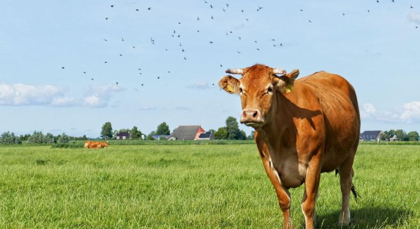 Vészjelzés: lépfene fertőzés terjed a határ mellett!