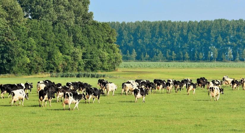 Valóban az állatok lehetnek a bolygó megmentői?