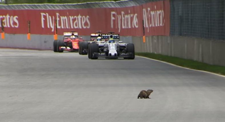 Tíz alkalom, amikor állatok tolakodtak be az F1-es pályákra