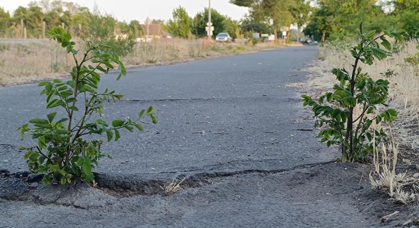 Hetekkel ezelőtt veszett nyoma egy kislánynak, fagyökerek teszik veszélyessé a kerékpárutat