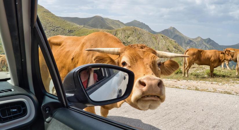 Három tehén egy autóban? Ez már a Renault-nak is sok, újít a gyártó