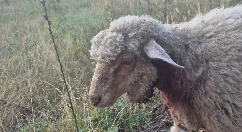 Vérszomjas állat tartja rettegésben Mezőfalva zártkerti részét!