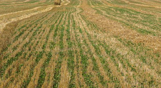 Kötelező és vállalt agrotechnikák aratás után