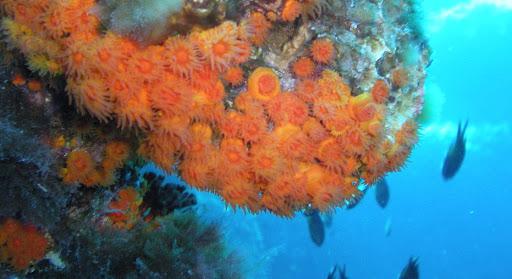 A szlovén tenger koralljai is veszélyben vannak a klímaváltozás miatt