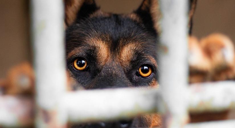 Állatkínzás - Láncra vert kutya pusztult el a forróságban - videó