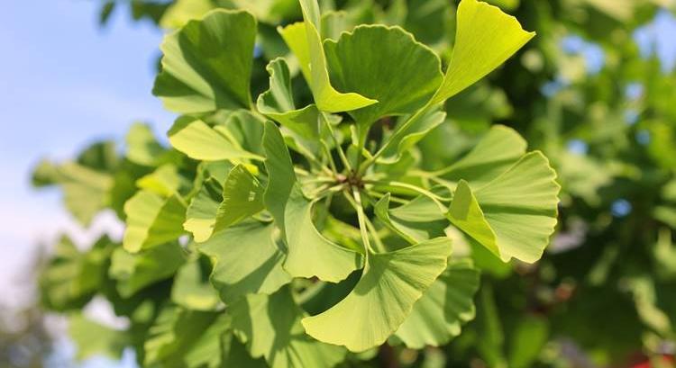 Ősi kínai csodaszer a visszerek és vérrögök ellen? Ezt tudja a ginkgo biloba!