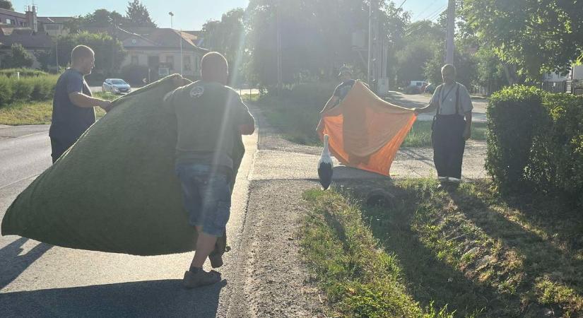 Csak a szerencsén múlt, hogy nem gázoltak el egy fiatal sérült gólyát a forgalmas úton