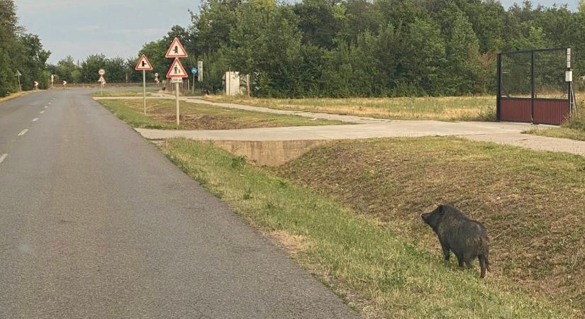 Vaddisznónak hitték, de csak egy házi kedvenc volt