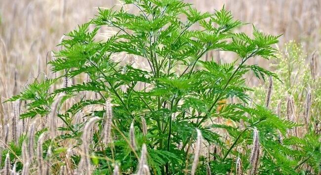 Jön a parlagfűszezon – így készüljön fel időben a pollenallergiás tünetekre!