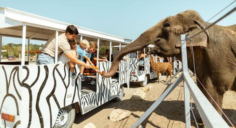Megszületett szafari park legújabb lakója, a látogatók már meg is csodálhatják