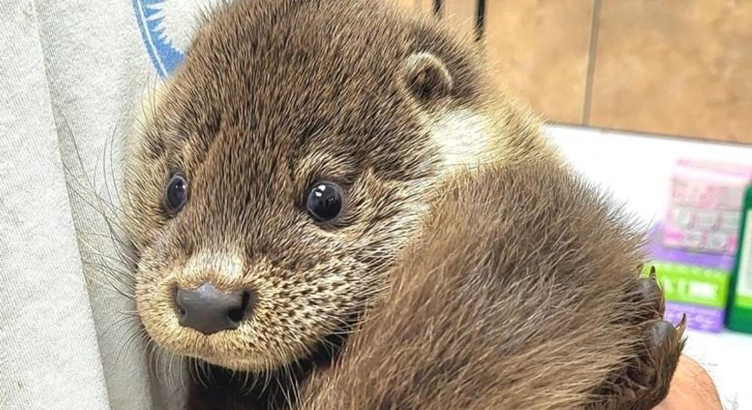 Iszonyatosan cuki dolgot művel az életben maradt vidrakölyök Mályiban