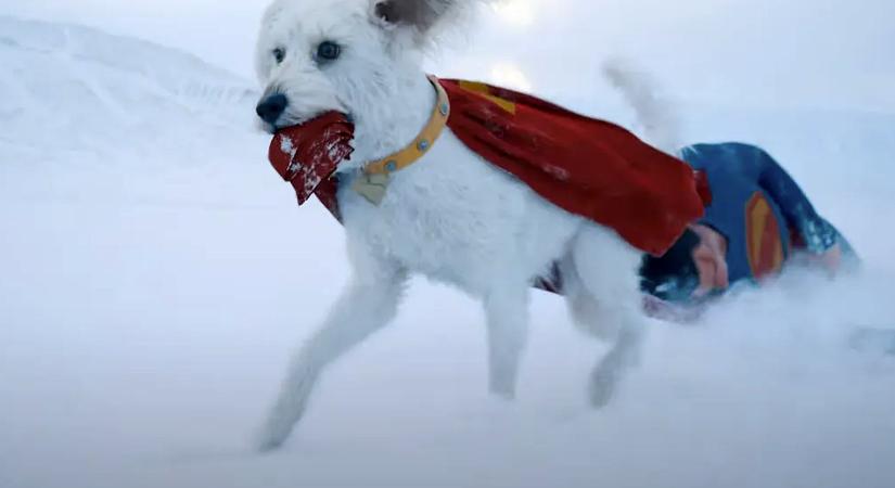 Superman kutyája meghozta az örökbefogadási kedvet