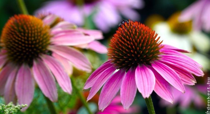 Bíbor kasvirág (Echinacea) ültetése, gondozása: így lesz meseszép!