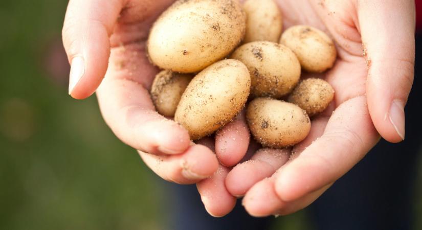Kiderítették, hogy mit is csinál az Üzbég-Magyar Burgonyakutató Központ