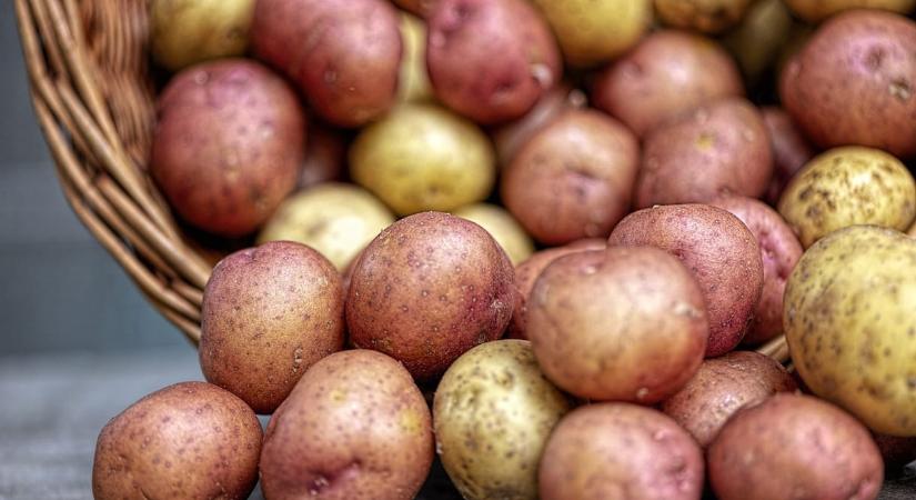 Kiderült, mire jutott négy év alatt az Üzbég–Magyar Burgonyakutató Központ