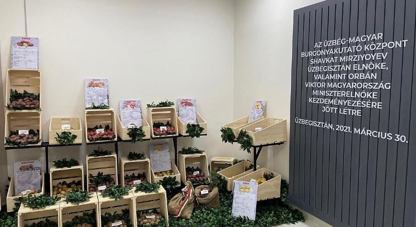 Ezt érte el az Üzbég-Magyar Burgonyakutató Központ az utóbbi években