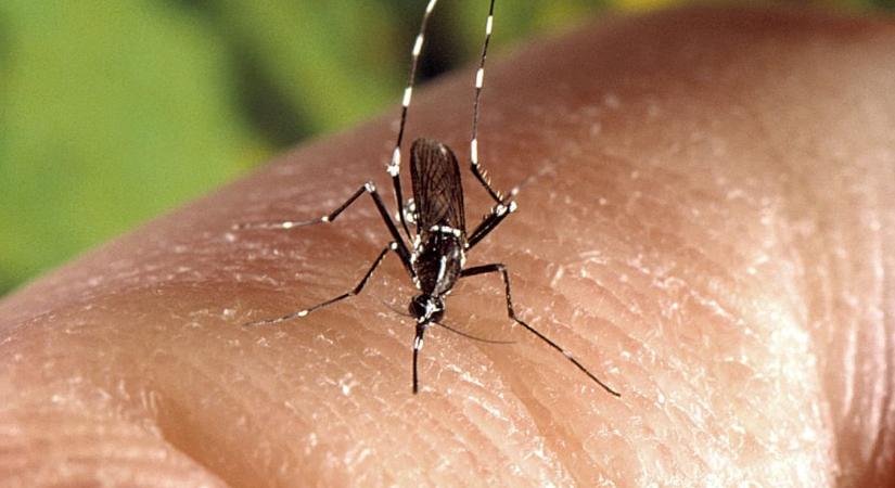 Nyugat-nílusi lázban halt meg egy nő Olaszországban, két fertőzött állapota kritikus