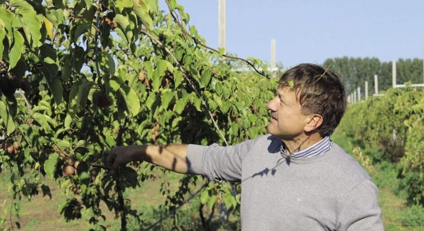 Új csodafegyver lehet a rák elleni harcban ez a mézédes gyümölcs