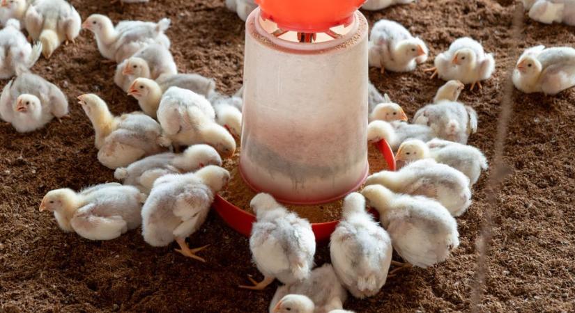Madárinfluenza és vámháborúk: vészjósló jelek a baromfipiacon