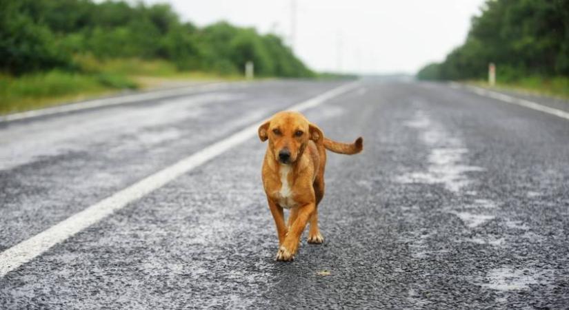Tűzforró aszfalton menekült a rémült kutya az autósok elől: ők álltak félre, hogy segítsenek neki