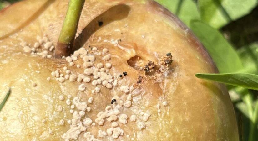 Kertészeti növényvédelmi előrejelzés: ismerje fel a jeleket időben!